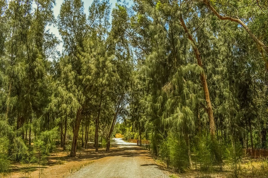 Forest, Park, Trees, Nature, Landscape, scenery, wood, spring HD wallpaper