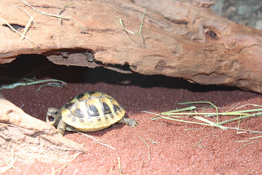 Turtle, Animal, Zoo, one animal, animal themes, animal wildlife HD wallpaper