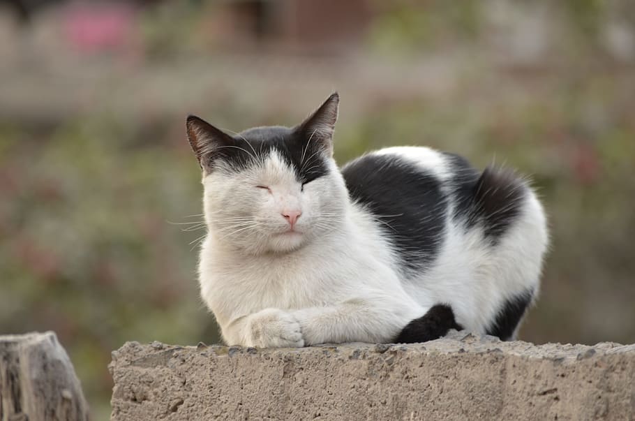 white and black cat sleeping on concrete fence, pet, feline HD wallpaper