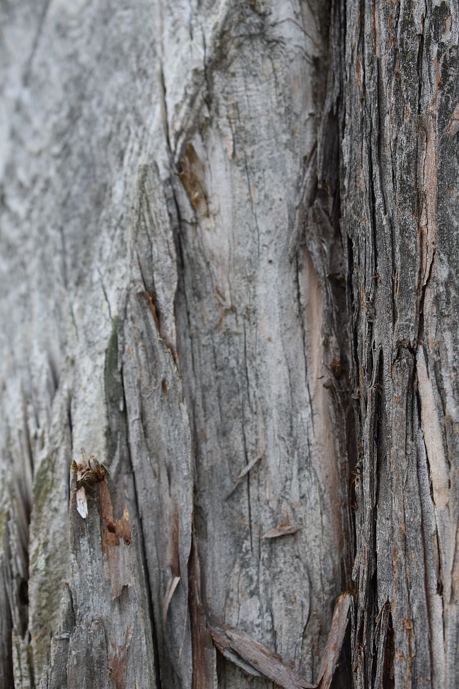 wood, bark, texture, gray, tree, trunk, pattern, textured, backgrounds HD wallpaper