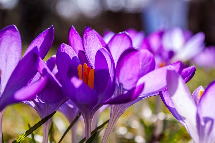 crocus, purple, yellow, grass, grasses, spring, flower, blossom HD wallpaper