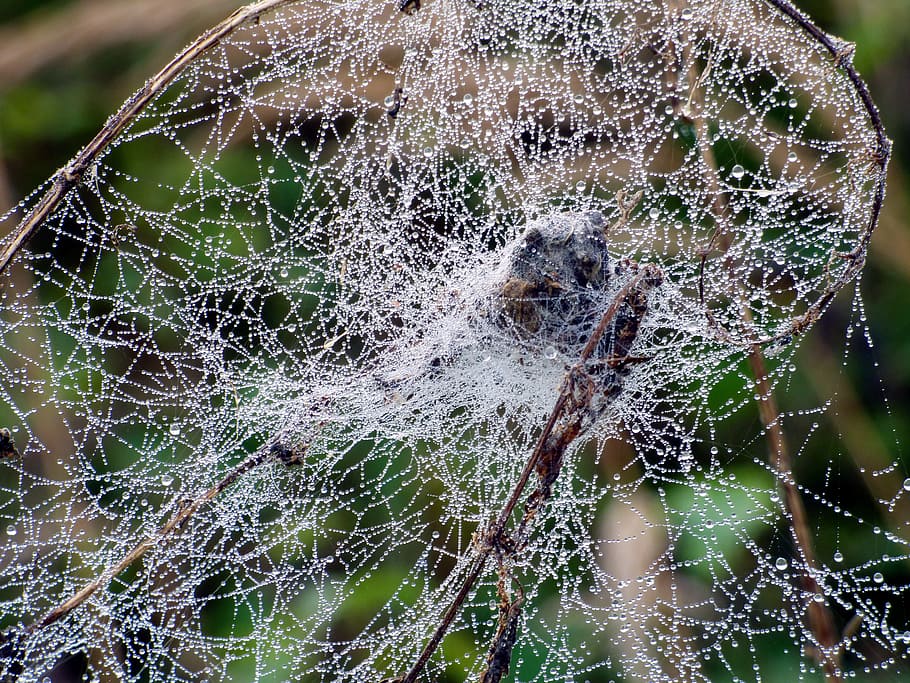 Canvas, Spider, Drops, Water, Dew, nature, forest, focus on foreground HD wallpaper