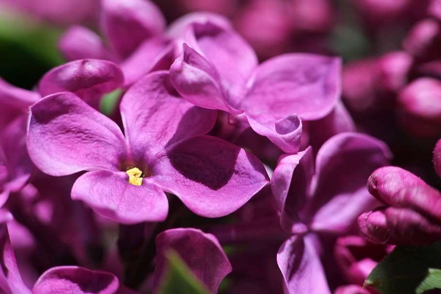 lilac, flowers, bloom, macro, closeup, spring, plant, purple flowers HD wallpaper
