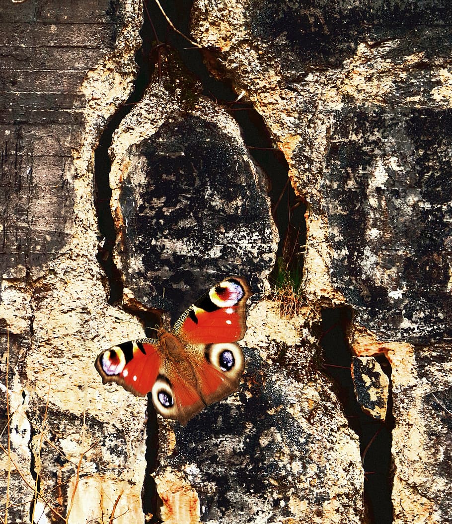 butterfly, peacock, insect, close, wall, crack, animal wildlife HD wallpaper