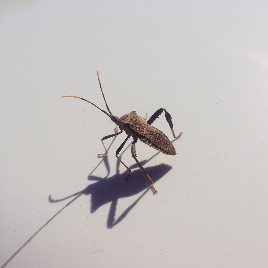 bug, beetle, alien, insect, antenna, animal wildlife, animal themes HD wallpaper