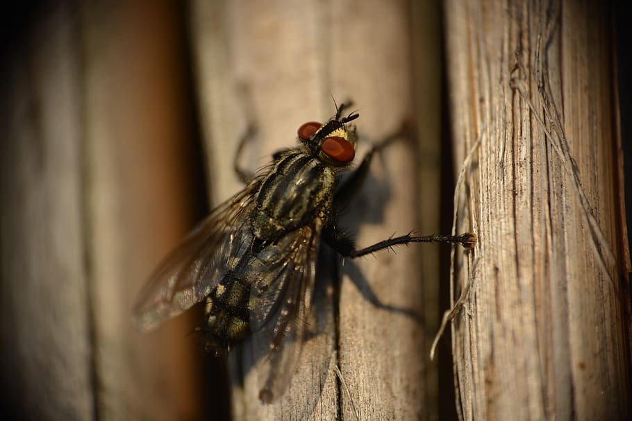 animals, fly, insect, nature, invertebrate, animal themes, animal wildlife HD wallpaper