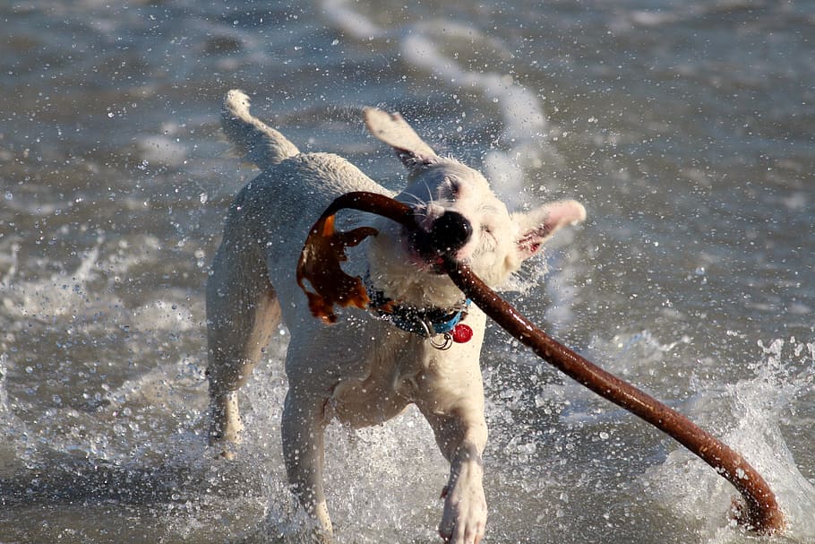 dog, play, fun, romp, batons, sea, ocean, wave, wet, movement HD wallpaper