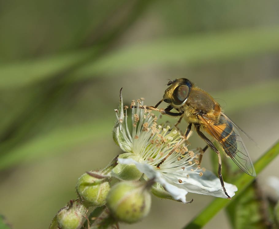 Nature, Bee, Insect, Flower, Meadow, animal wildlife, one animal HD wallpaper