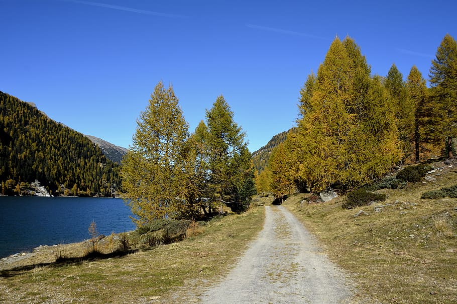 gray road between green grass and pine tree photography, landscape, HD wallpaper