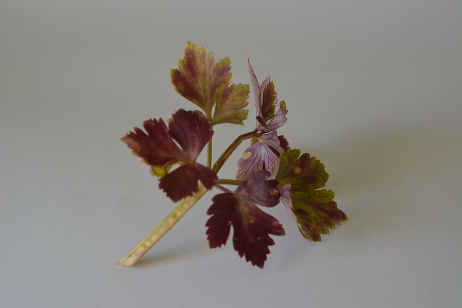 celery, green, leaf, branch, green leaves, vulnerability, fragility HD wallpaper
