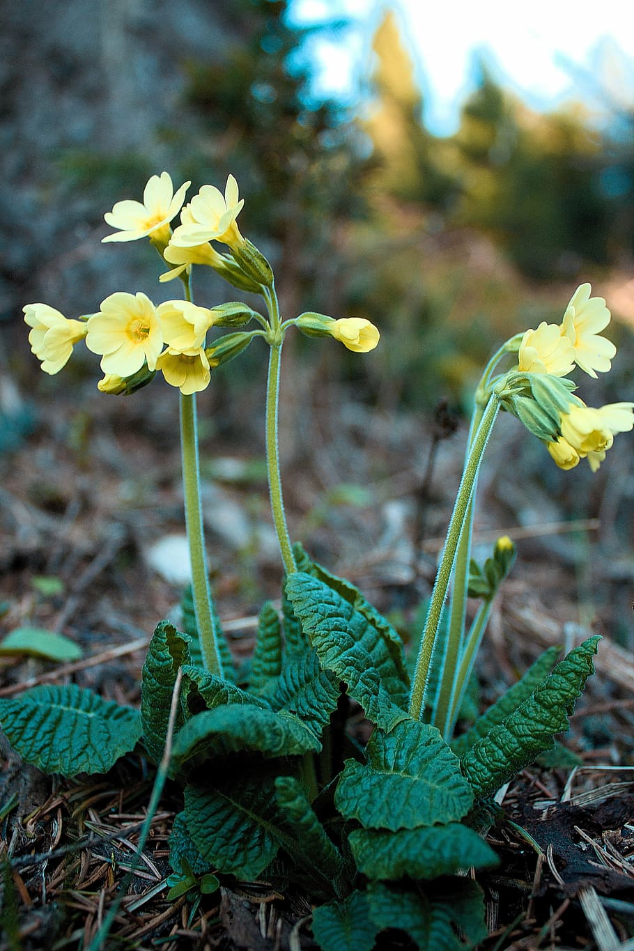 spring, nature, primrose, flowering plant, freshness, growth HD wallpaper