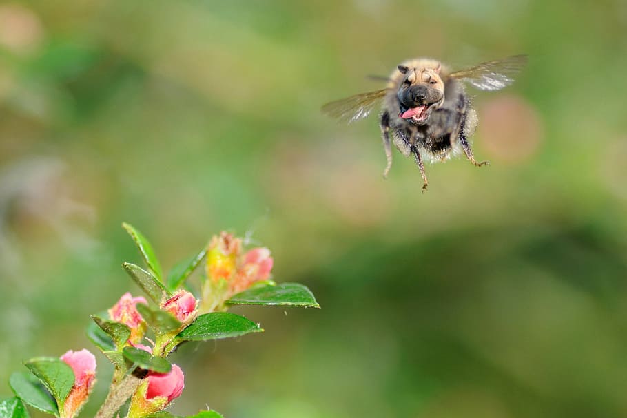 Mounting, Dog, Sharpei, Bourdon, Flight, nature, flower, one animal HD wallpaper