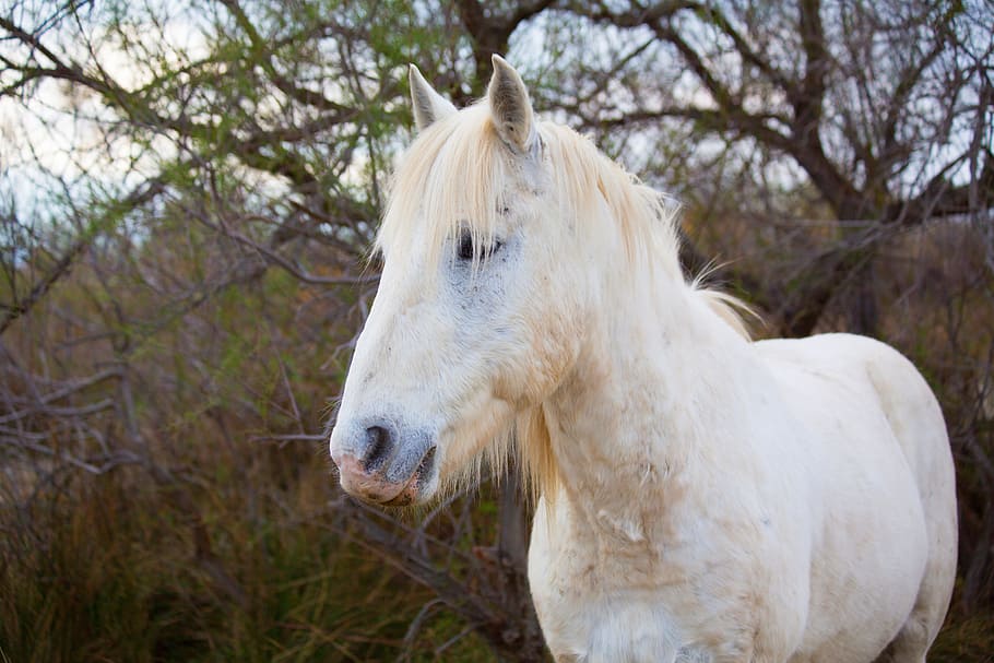 selective focus photo of white horse, camargue, horses, jumper, HD wallpaper