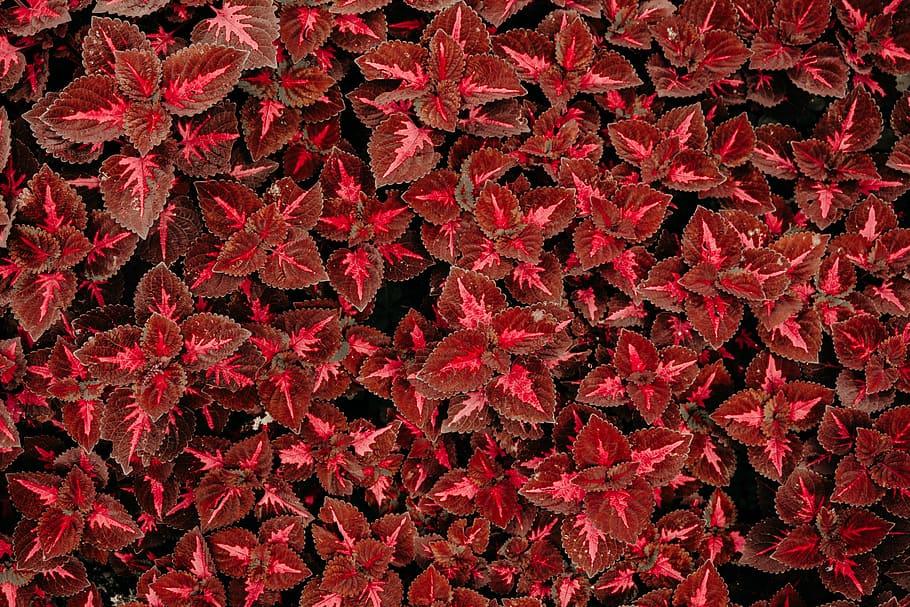 red flowers, red leaves, pattern, background, repetition, dark HD wallpaper