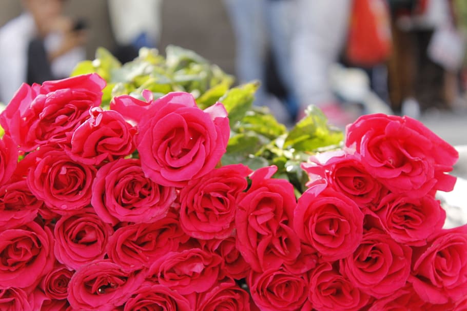 pink roses, dozen, group, flower, flowering plant, rose - flower HD wallpaper