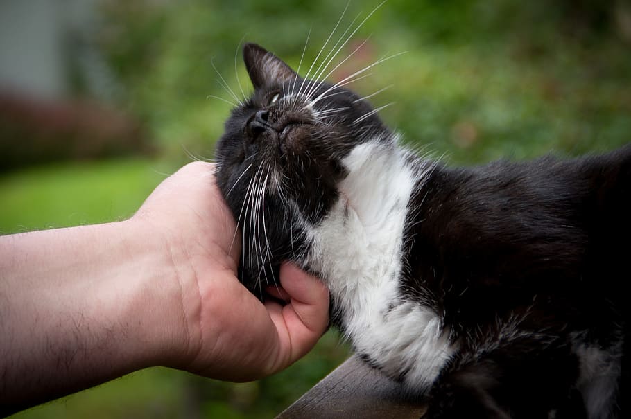 selective focus photography of person petting white and black cat HD wallpaper