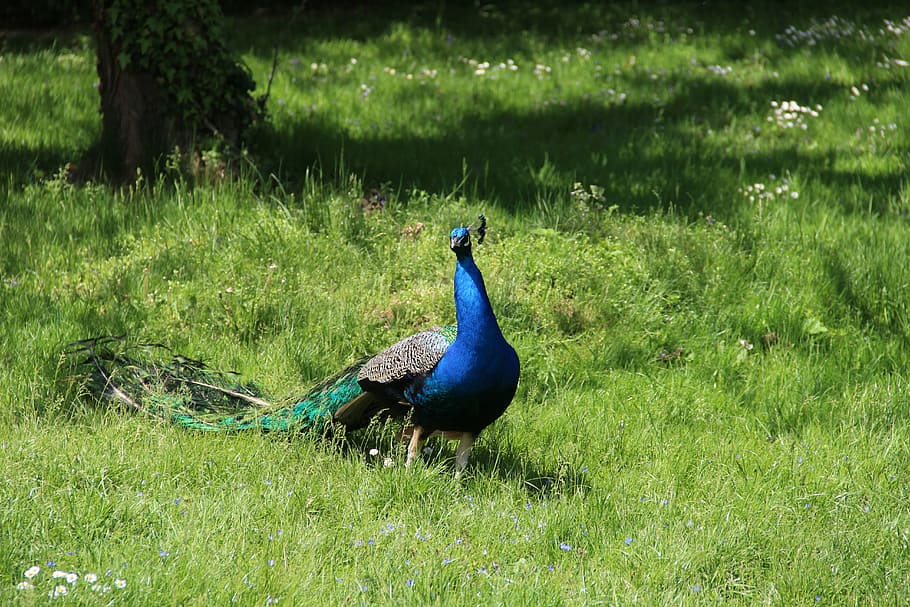 bird, peacock, lawn, nature, feather, animal, blue, multi Colored HD wallpaper