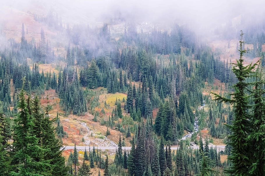 aerial shot of pine trees, bird's eye view of forest with fog HD wallpaper
