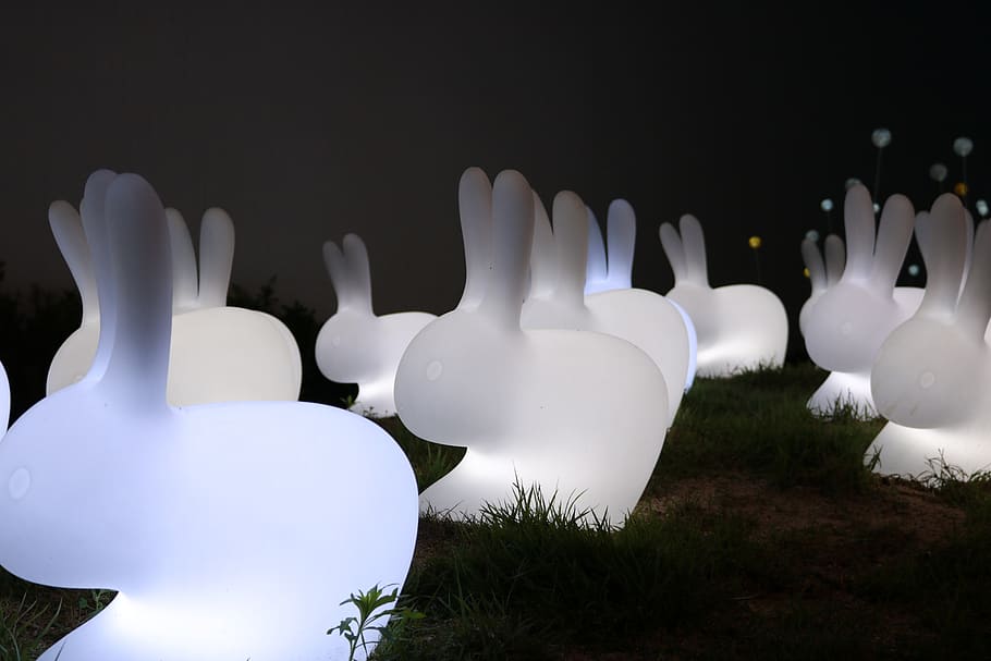 rabbit, night-time, no people, white color, plant, nature, field HD wallpaper