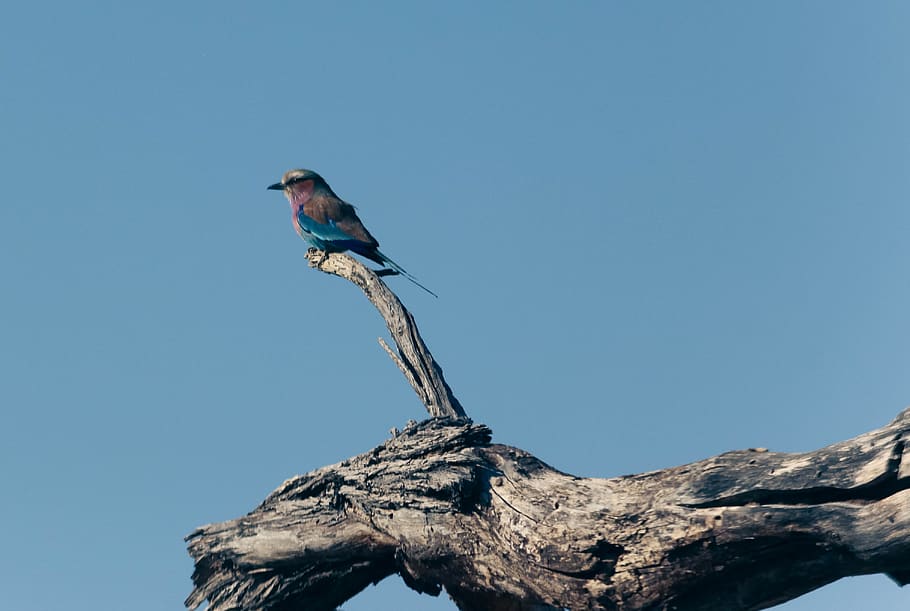 lilac breasted roller, bird, perched, one animal, animal themes HD wallpaper