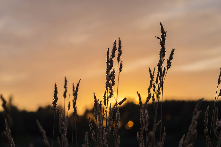bokeh, brown, sky, sunset, wheat, wheat field, growth, plant HD wallpaper