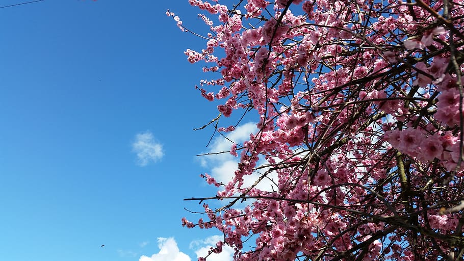spring, blossom, cherry, plum, pink, tree, bloom, nature, blooming HD wallpaper