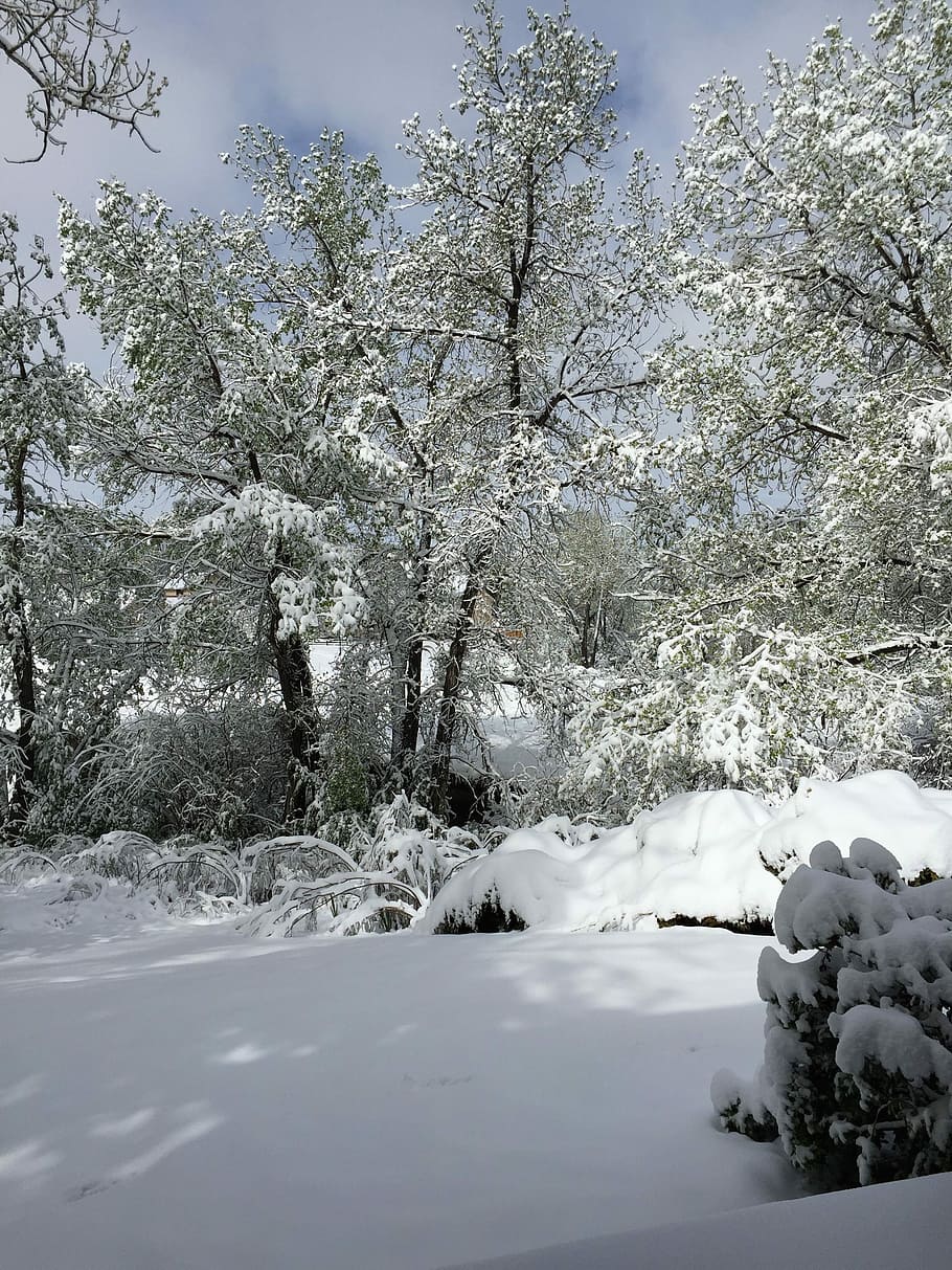Winter, Serene, Cold, Landscape, Snow, frozen, outdoors, cold temperature HD wallpaper