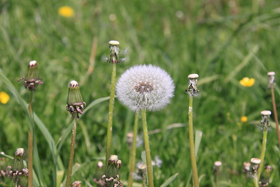 dandelion, flower, meadow, spring, nature, plant, pointed flower HD wallpaper