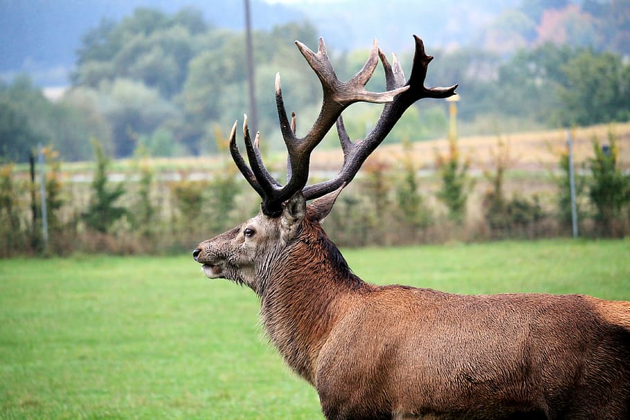 hirsch, antler, meadow, wild, red deer, nature, animal, antler carrier, HD wallpaper