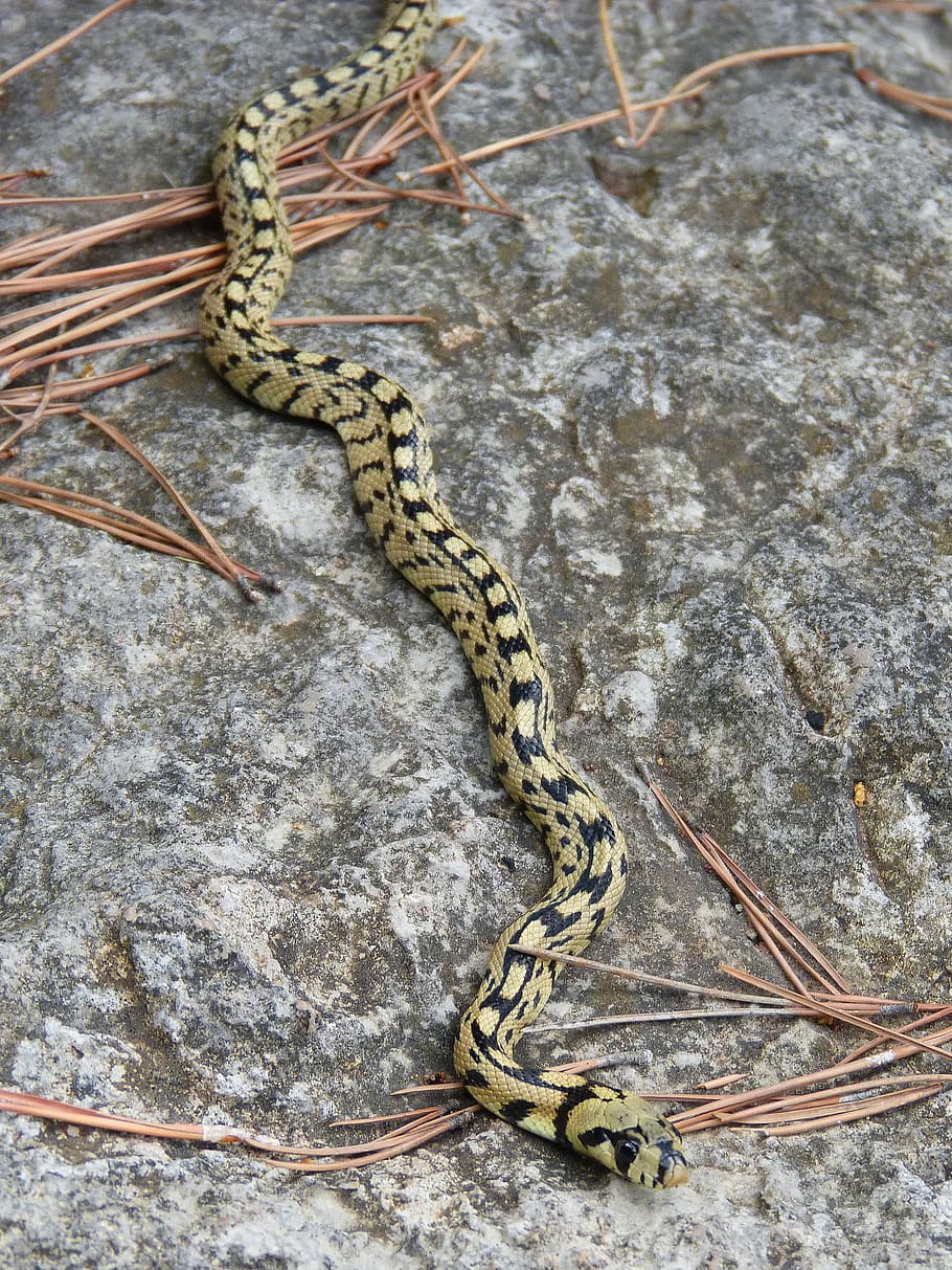 snake, yellow, forest, animal themes, animal wildlife, one animal HD wallpaper