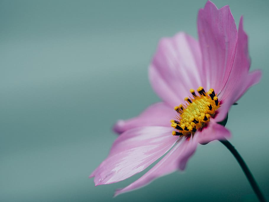 close-up, flower, pink, flowering plant, fragility, vulnerability HD wallpaper