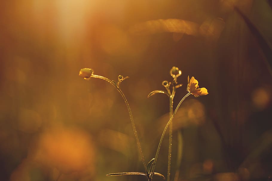 light, dawn, landscape, nature, backlit, blur, bright, buds, color HD wallpaper