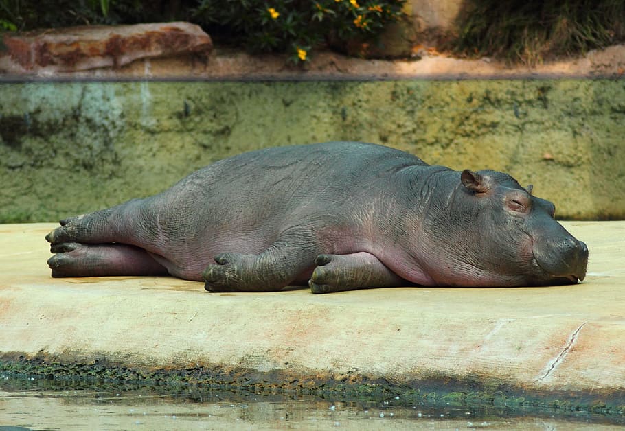 sleeping hippopotamus, zoo, animal, close, rest, chill out, animal themes, HD wallpaper