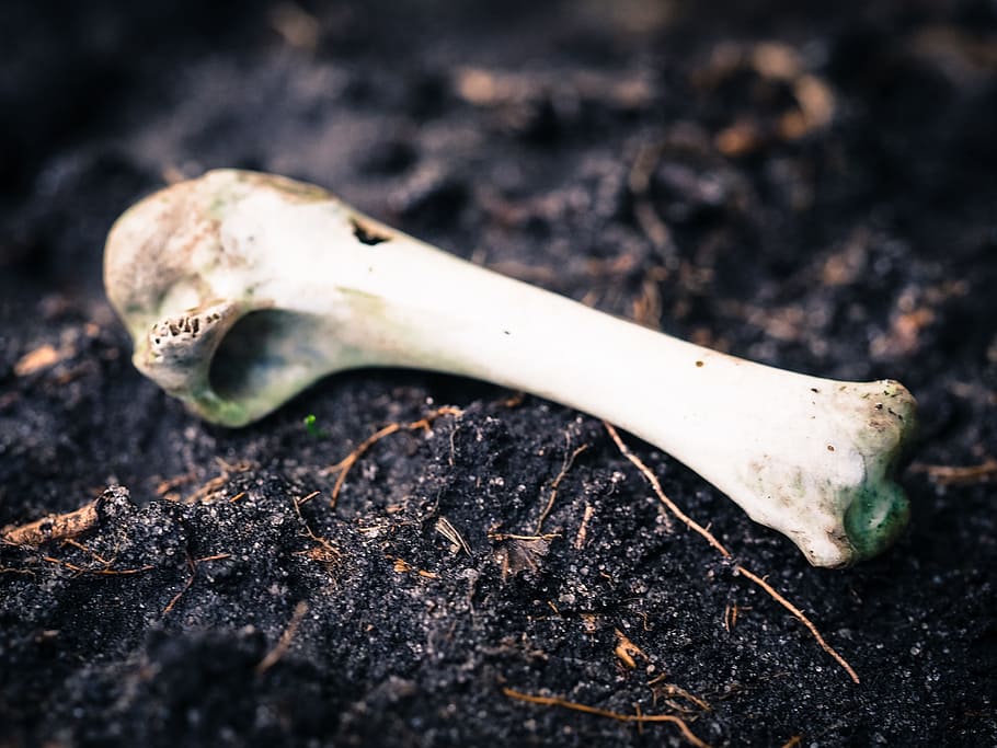 bone fossil on dirt ground, Animal, Decay, Skeleton, Nature HD wallpaper