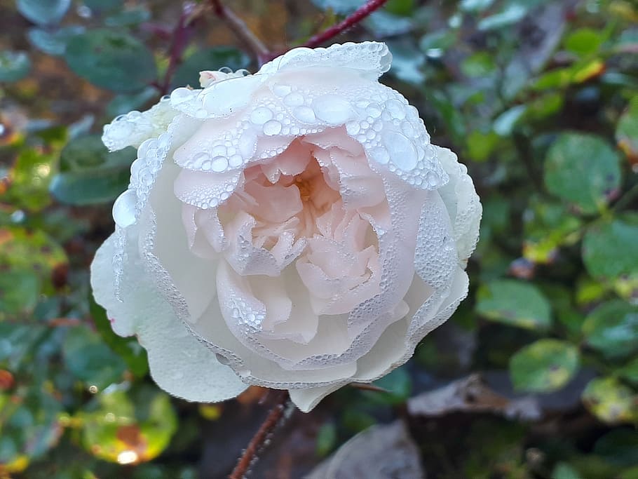 bush rose, white, drip, close, drop, plant, flower, water, beauty in nature HD wallpaper
