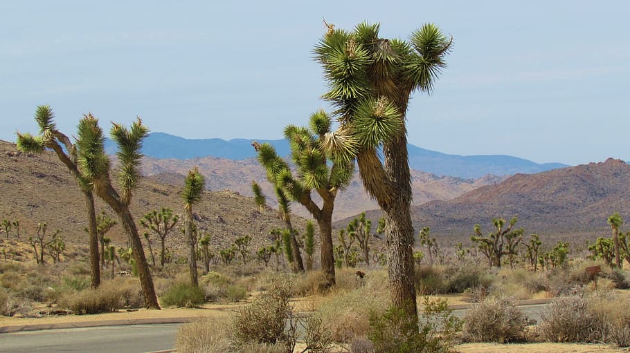 joshua trees, desert, landscape, park, california, plant, scenics - nature HD wallpaper