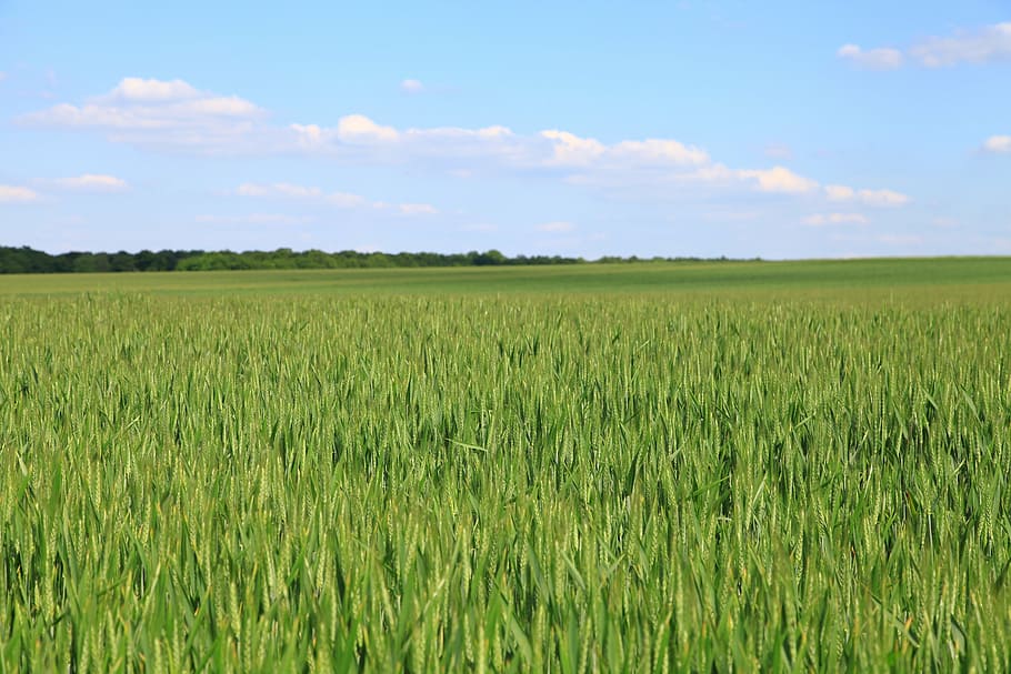 green grass field under clear blue sky, fields, wheat, cornfield HD wallpaper
