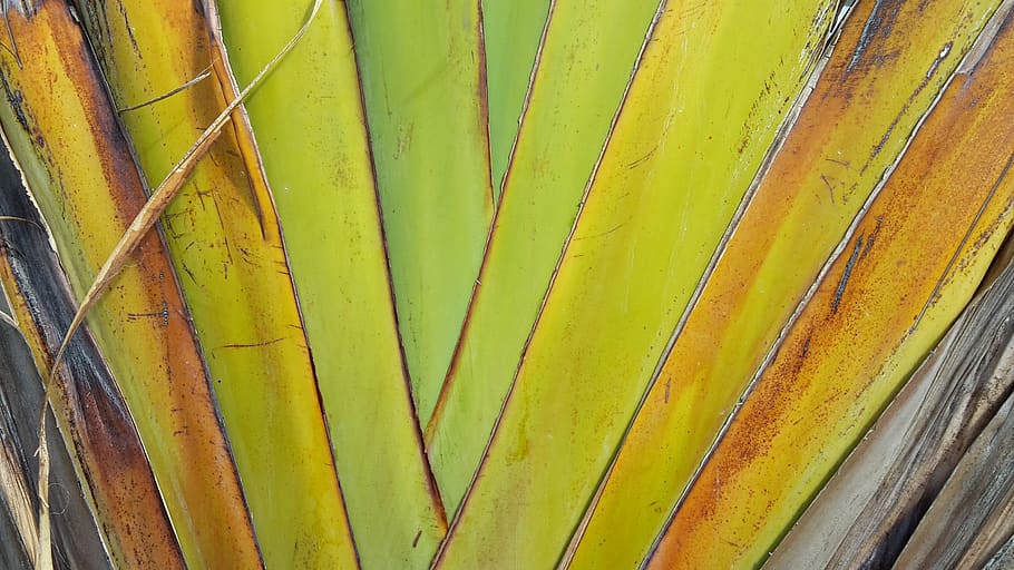 leaf, structure, exotic, texture, leaves, background, nature HD wallpaper