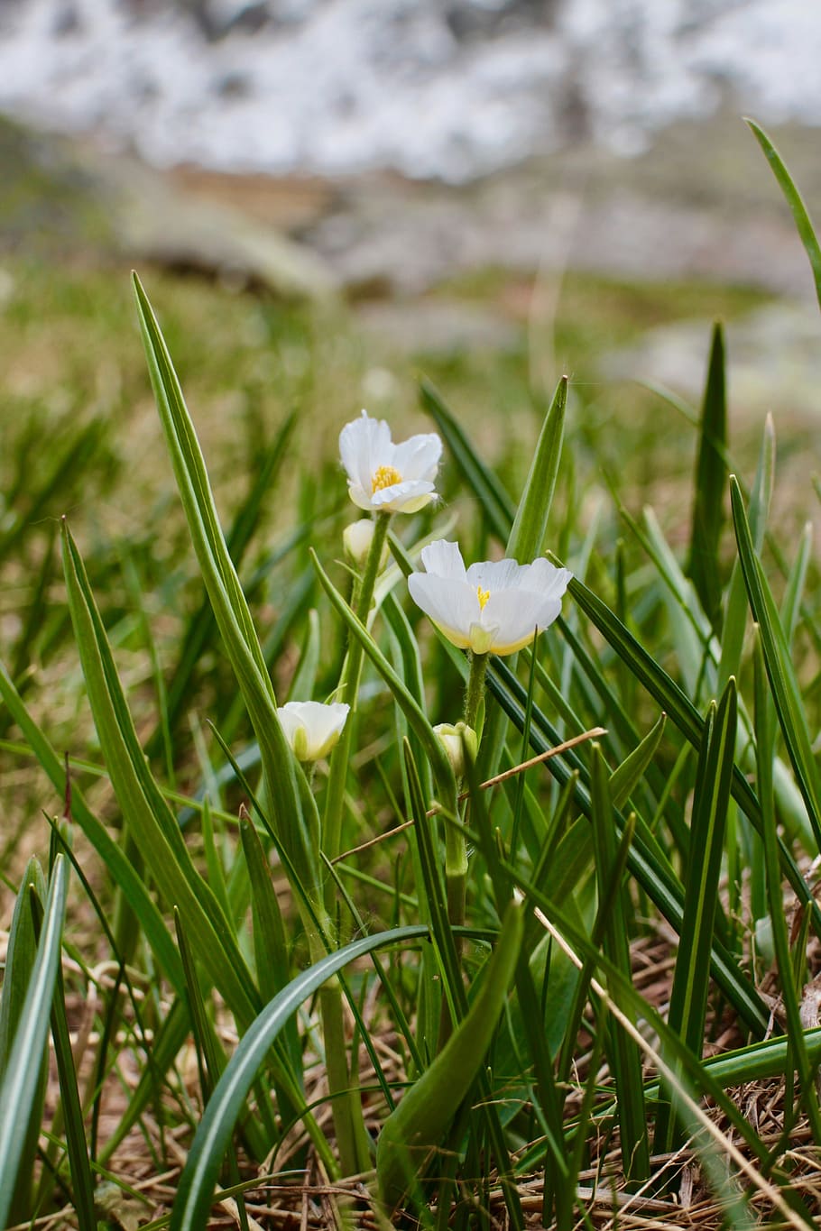 flowers, grass, mountain, snow, nature, prato, petals, color HD wallpaper