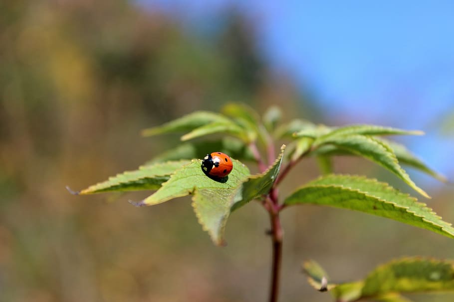 nature, ladybug, autumn, invertebrate, insect, animal themes HD wallpaper