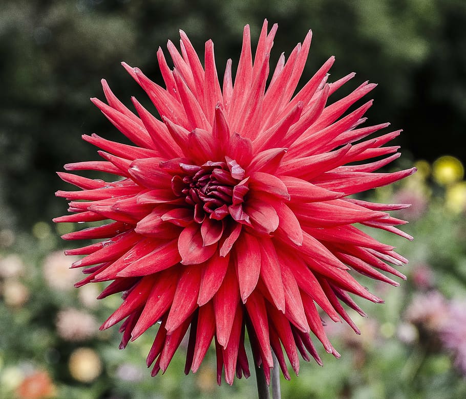flower, daffadil, pink, red, pointy, bud, macro, garden, bokeh HD wallpaper