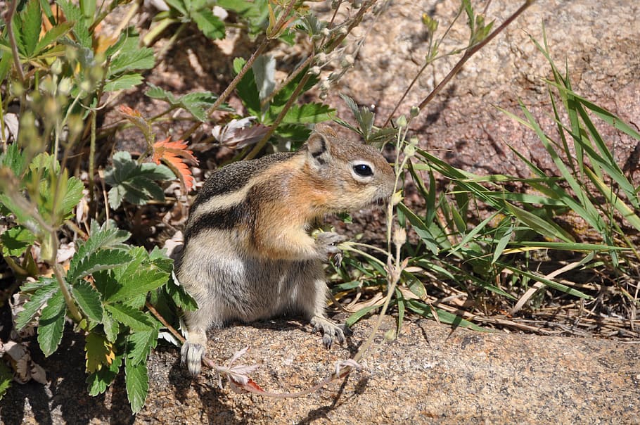 Squirrel, Chipmunk, Food, Nature, Eat, rodents, summer, animal HD wallpaper