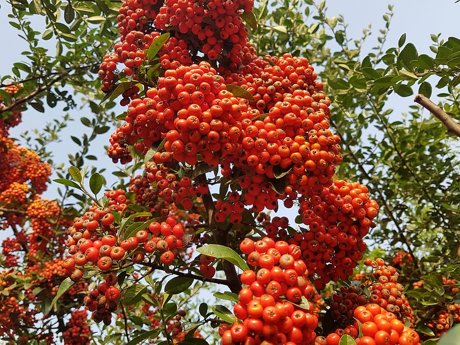 autumn, fruit, nature, red berries, harvest, fruit trees, week leung notes leung, HD wallpaper
