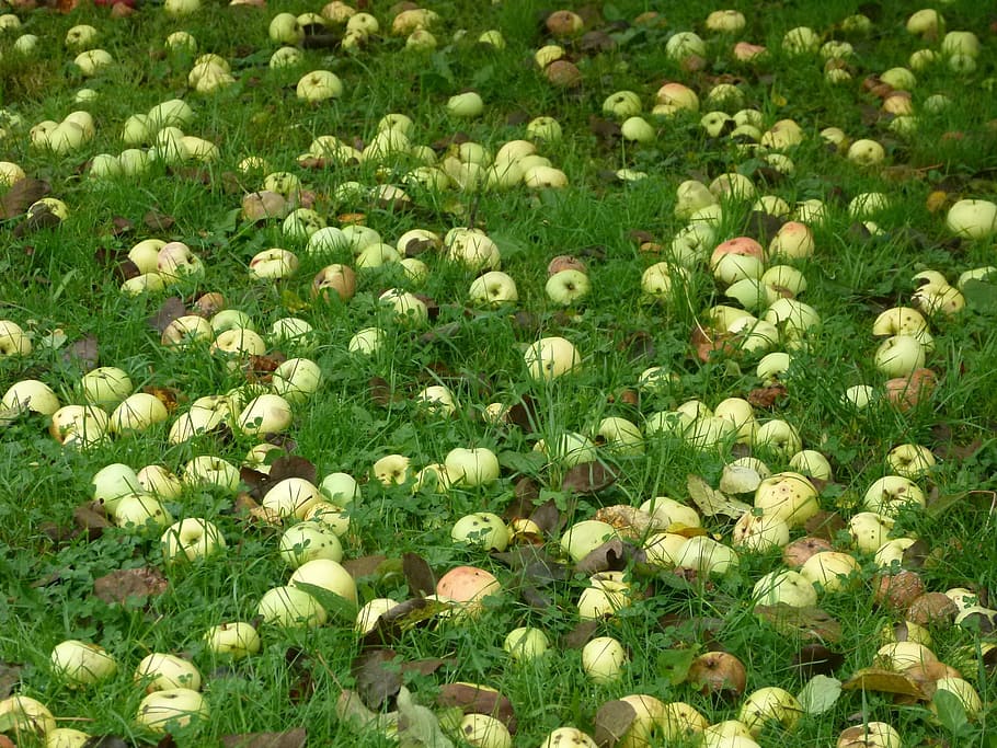 Apple, Windfall, Meadow, Fruit, flower, nature, grass, plant HD wallpaper
