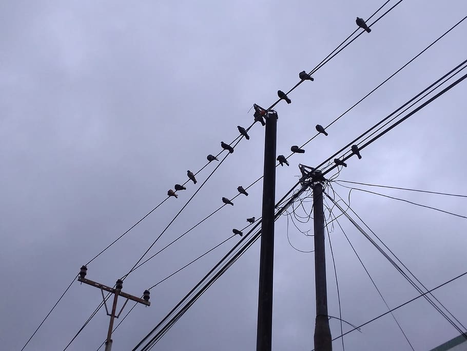 birds, perch, electric cable, high, electricity, electricity pylon HD wallpaper