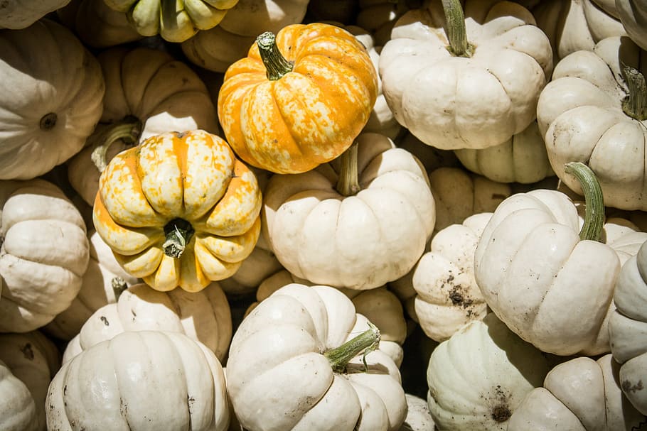halloween, pumpkins, autumn, fall, orange, october, harvest HD wallpaper