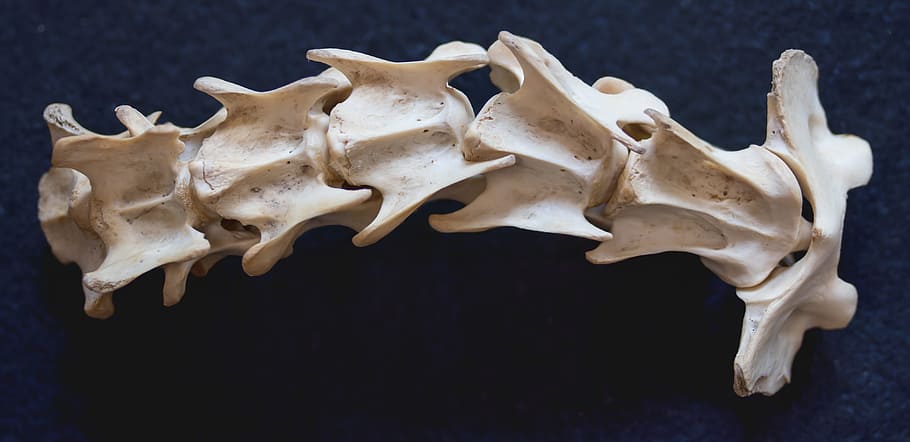 backbone on black textile, fuchs, spine, dead, mortal, carnivores HD wallpaper