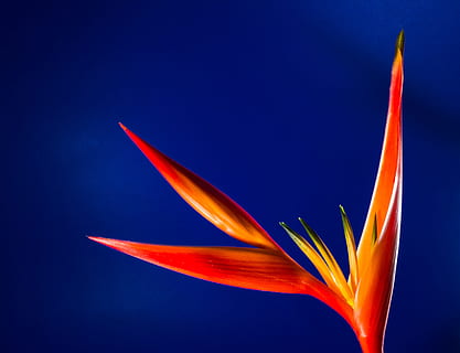 Strelitzia, Blossom, Bloom, Flower, red, orange, yellow, caudata greenhouse HD wallpaper