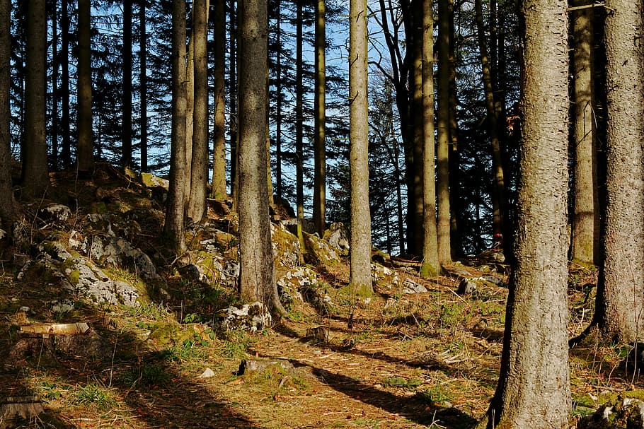forest, trees, stones, mountains, hike, nature, rock, light HD wallpaper