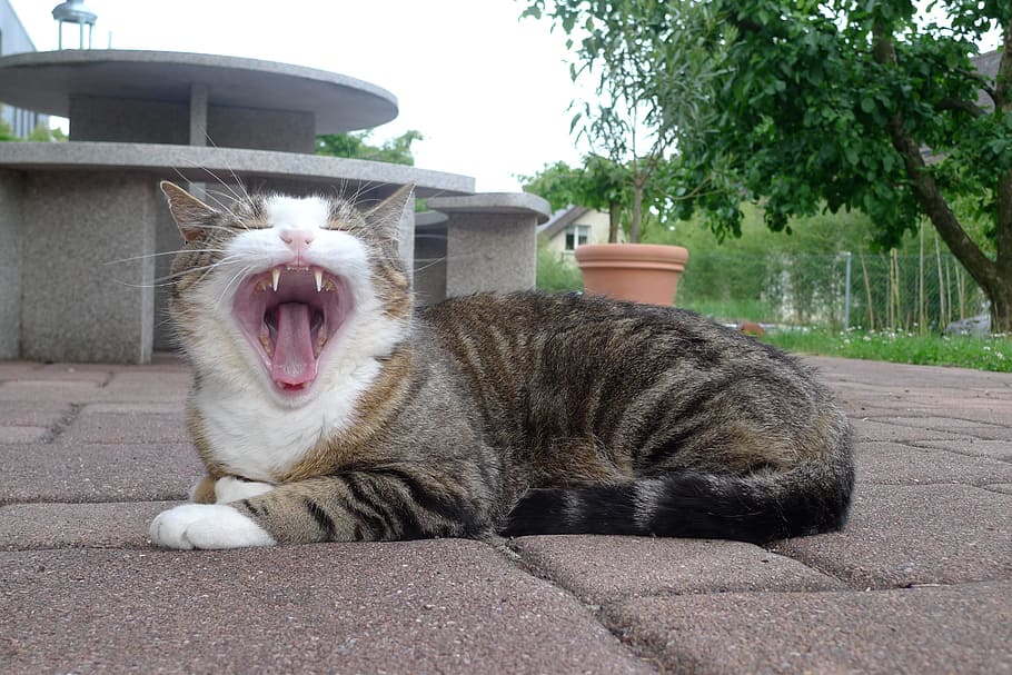 cat yawning while lying on concrete floor, tongue, tooth, sleepy HD wallpaper